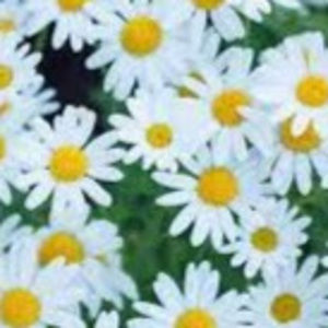 Meet your Posher, Azaria